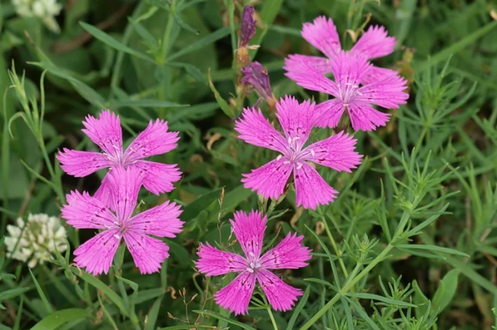 Настойку маточной гвоздики- фото № 1