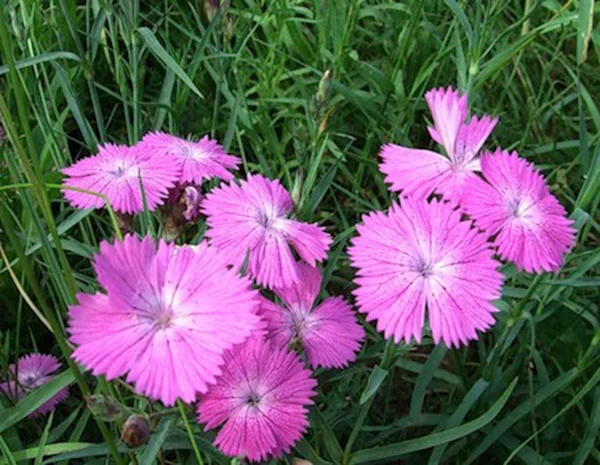 Настойку маточной гвоздики- фото № 3