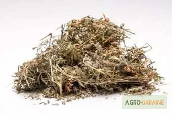 Корень пырея – натуральное средство для здоровья- фото № 1