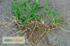 Корень пырея – натуральное средство для здоровья- фото № 3