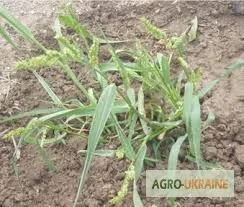 Корень пырея – натуральное средство для здоровья- фото № 5