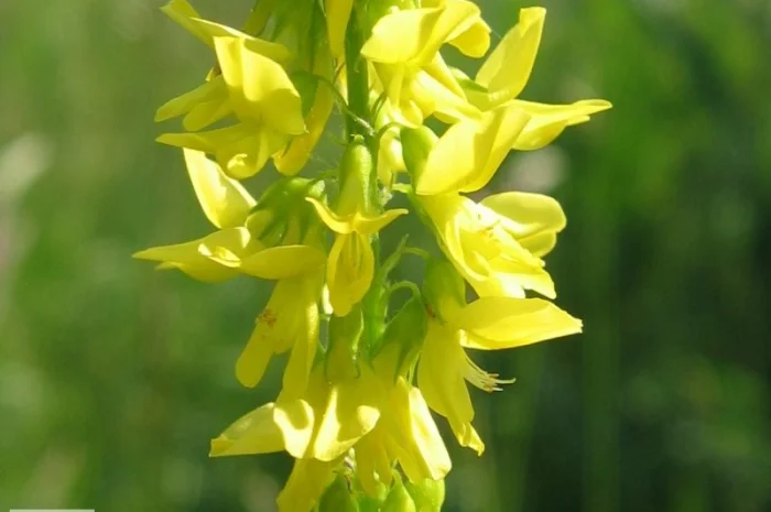 Донник лекарственный, буркун- фото № 1