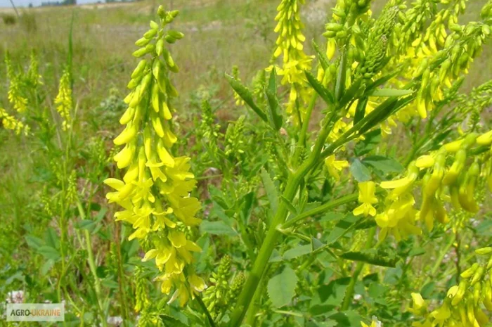 Донник лекарственный, буркун- фото № 3