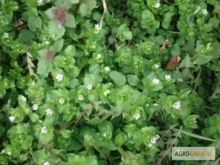 Сок мокрицы- фото № 1