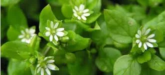 Сок мокрицы- фото № 4