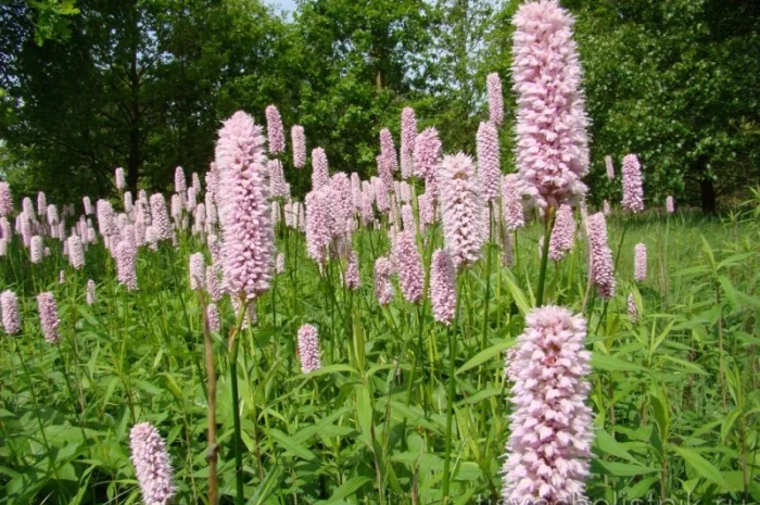 Горец змеиный - лечебное растение- фото № 3