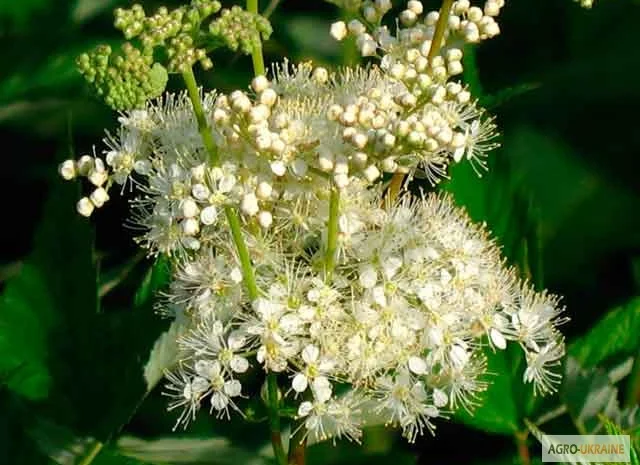Таволга вязолистая, Лабазник- фото № 1
