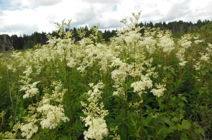 Таволга вязолистая, Лабазник- фото № 2