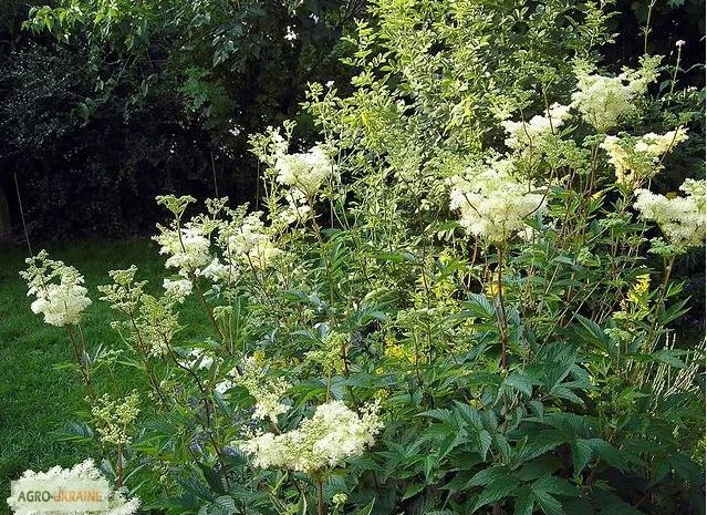 Таволга вязолистая, Лабазник- фото № 4
