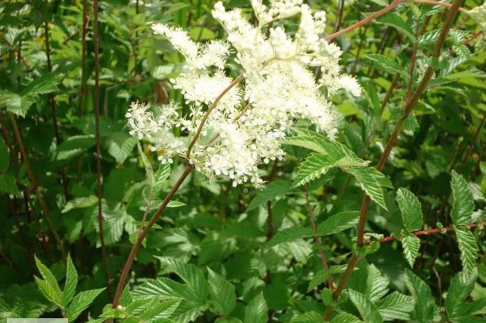 Таволга вязолистая, Лабазник- фото № 5