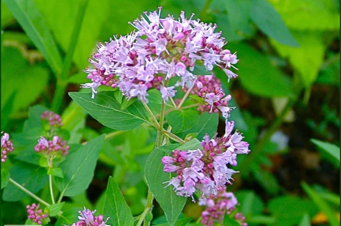 Душица, материнка- фото № 1