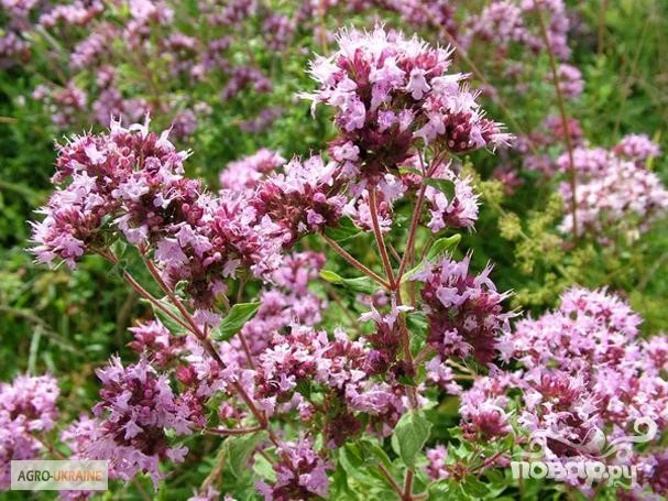 Душица, материнка- фото № 2