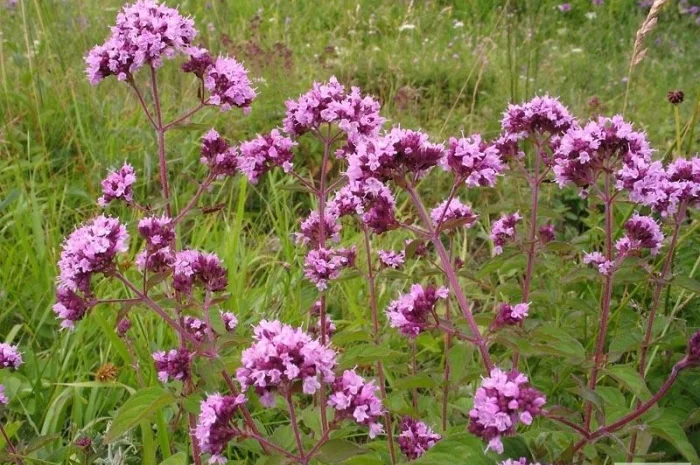 Душица, материнка- фото № 3