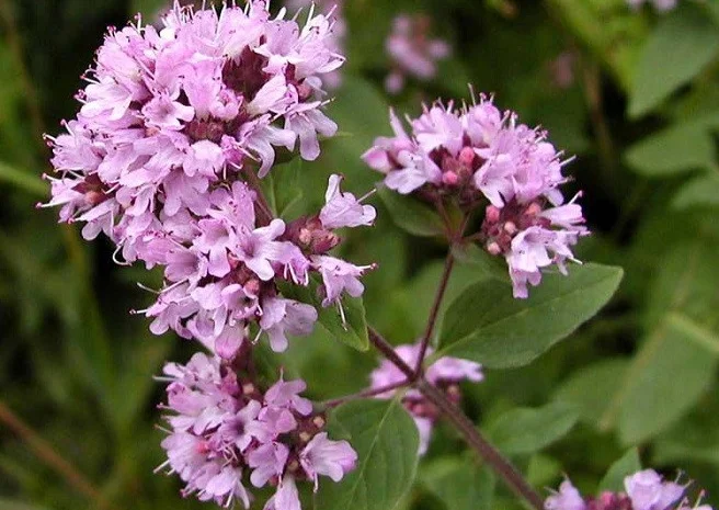 Душица, материнка- фото № 4