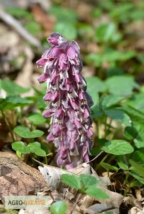 Петров крест настойка- фото № 1