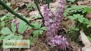 Петров крест настойка- фото № 4