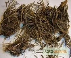 Гравилат городской – лечебные свойства и применение- фото № 1