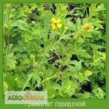 Гравилат городской – лечебные свойства и применение- фото № 4