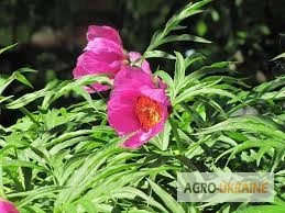 Корень пиона уклоняющегося - лечебные свойства- фото № 3