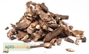 Корень пиона уклоняющегося - лечебные свойства- фото № 5