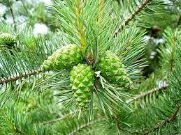 Настойка зеленых сосновых шишек- фото № 1