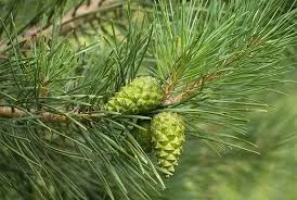 Настойка зеленых сосновых шишек- фото № 4