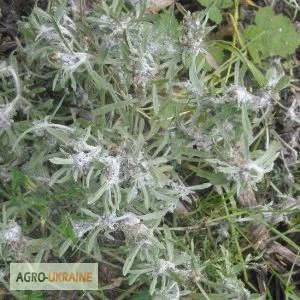 Сушениця болотна - природний лікувальний засіб- фото № 2