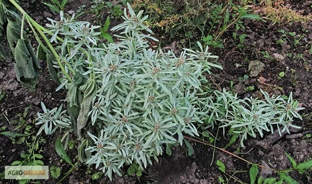 Сушениця болотна - природний лікувальний засіб- фото № 3