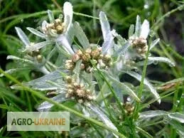 Сушениця болотна - природний лікувальний засіб- фото № 5