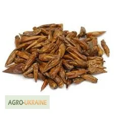 Почки черного тополя для лечения различных заболеваний- фото № 2