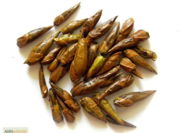 Почки черного тополя для лечения различных заболеваний- фото № 4