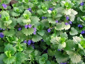 Сок будры плющевидной- фото № 3