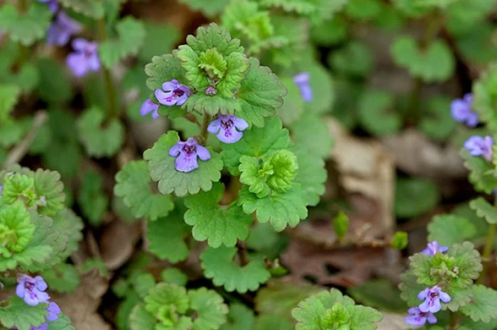 Сок будры плющевидной- фото № 4