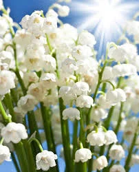 Настойка цветов ландыша- фото № 1