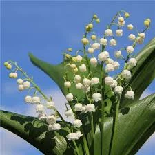 Настойка цветов ландыша- фото № 3