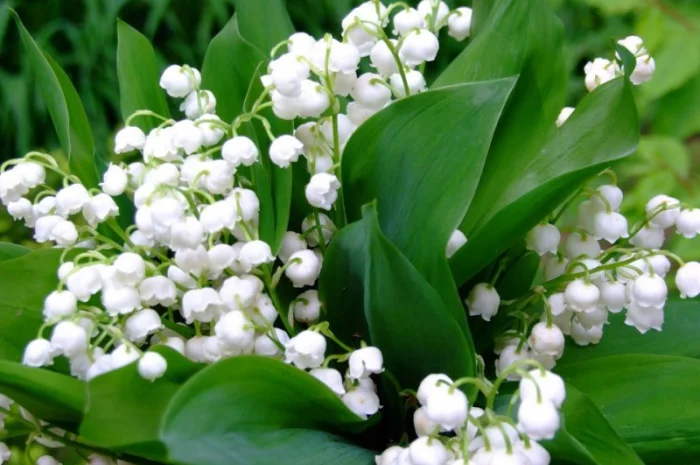 Настойка цветов ландыша- фото № 4