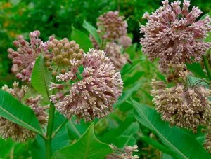 Настойка ваточника сирийского, 110мл- фото № 2