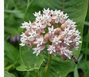 Настойка ваточника сирийского, 110мл- фото № 3