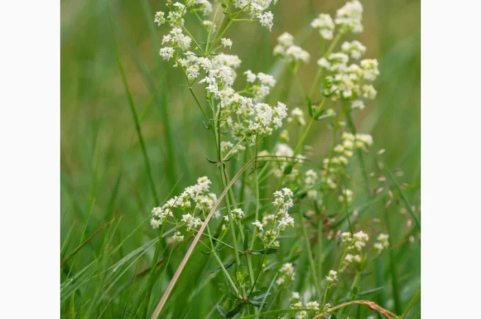 Сок подмаренника цепкого, 220мл/210грн- фото № 2