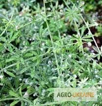 Сок подмаренника цепкого, 220мл/210грн- фото № 3