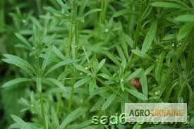 Сок подмаренника цепкого, 220мл/210грн- фото № 4