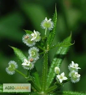 Сок подмаренника цепкого, 220мл/210грн- фото № 5