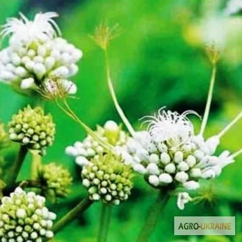 Трава пол пола- фото № 4