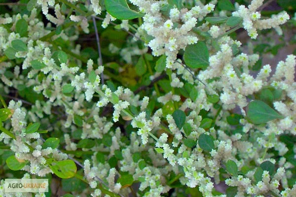 Трава пол пола- фото № 5