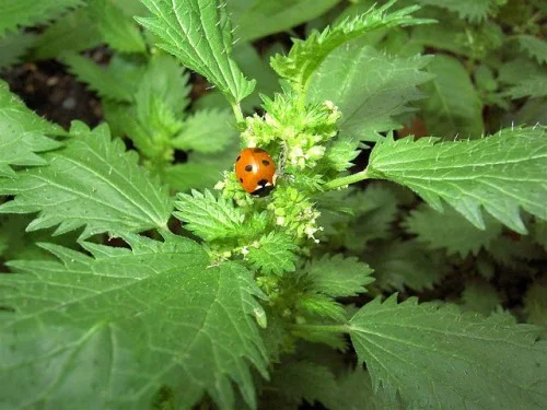 Сок крапивы весенней, 210мл 220грн- фото № 2