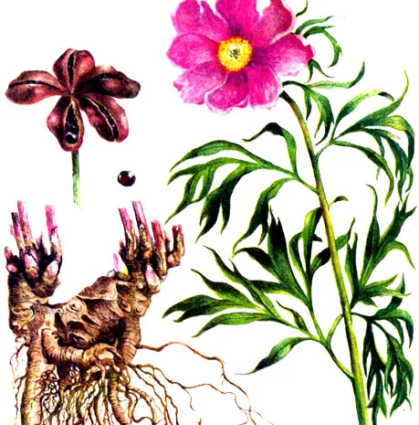 Настойка Марьин корень, 140грн/110мл- фото № 1