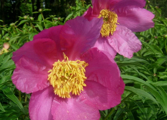 Настойка Марьин корень, 140грн/110мл- фото № 2