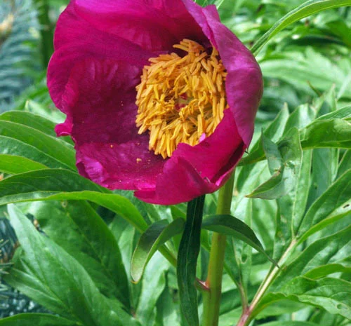 Настойка Марьин корень, 140грн/110мл- фото № 3