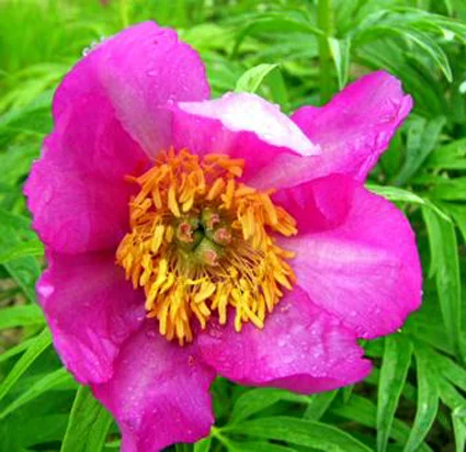 Настойка Марьин корень, 140грн/110мл- фото № 4