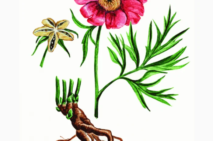 Настоянка з Мар'яного кореня для здоров'я- фото № 5